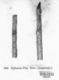 Stemphylium vesicarium image